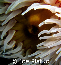 Fish eating anemone that was found off of northern Monast... by Joe Platko 